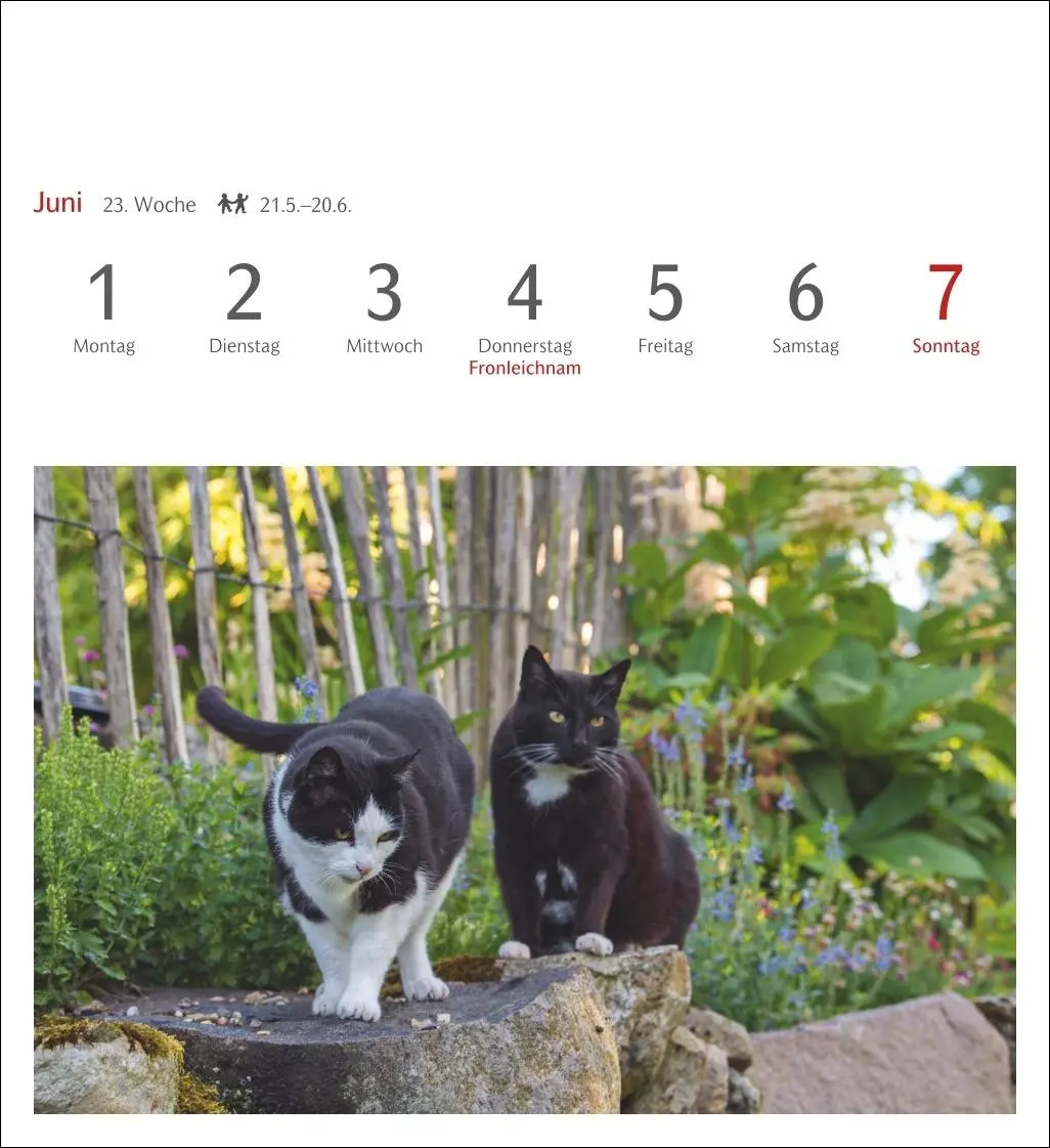 Bild: 9783840035722 | Katzen Postkartenkalender 2026 - Wochenkalender mit 53 Postkarten