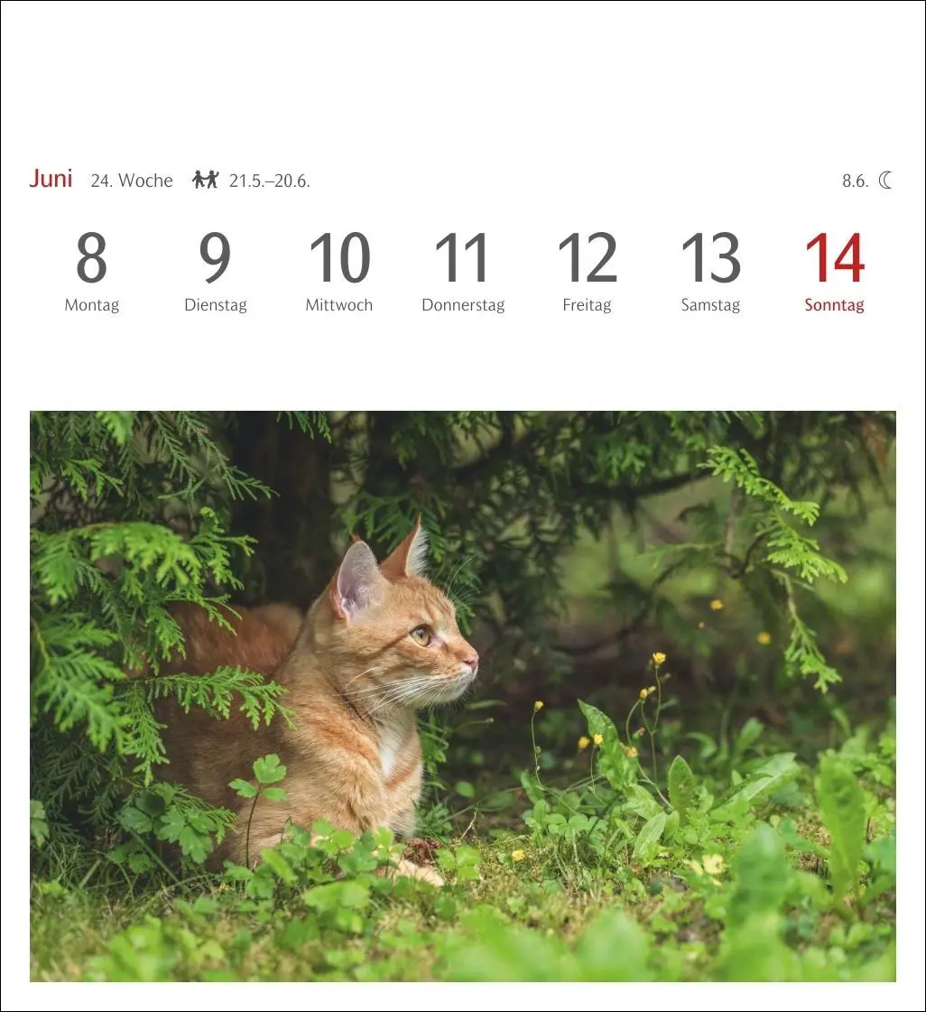 Bild: 9783840035722 | Katzen Postkartenkalender 2026 - Wochenkalender mit 53 Postkarten