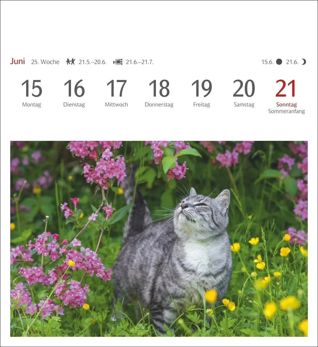 Bild: 9783840035722 | Katzen Postkartenkalender 2026 - Wochenkalender mit 53 Postkarten