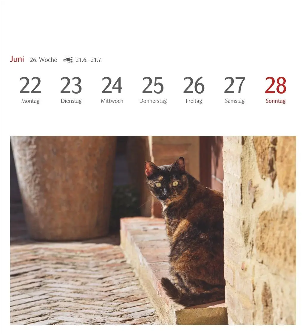 Bild: 9783840035722 | Katzen Postkartenkalender 2026 - Wochenkalender mit 53 Postkarten