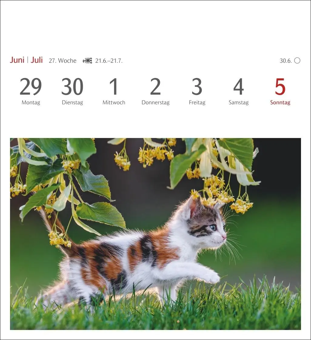 Bild: 9783840035722 | Katzen Postkartenkalender 2026 - Wochenkalender mit 53 Postkarten