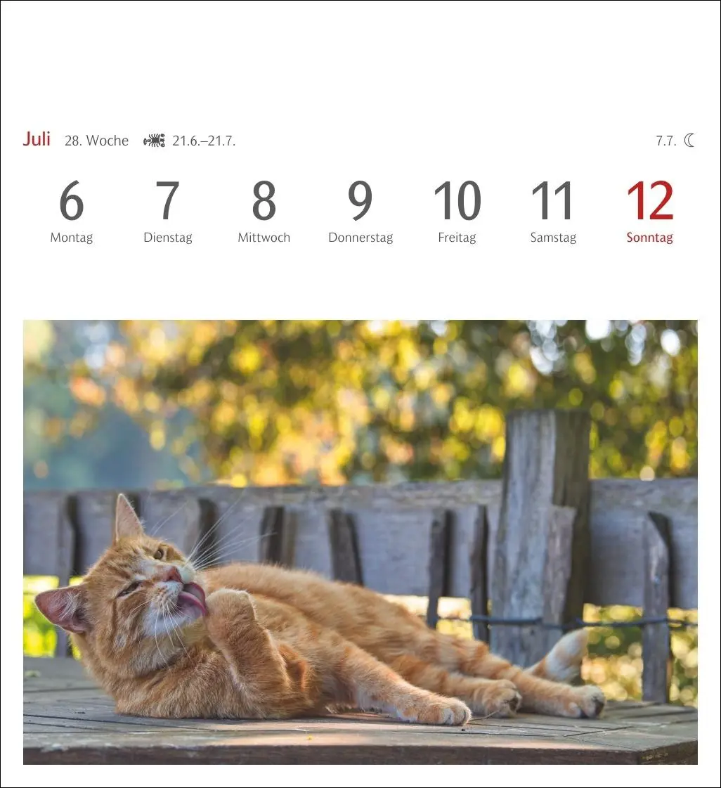 Bild: 9783840035722 | Katzen Postkartenkalender 2026 - Wochenkalender mit 53 Postkarten