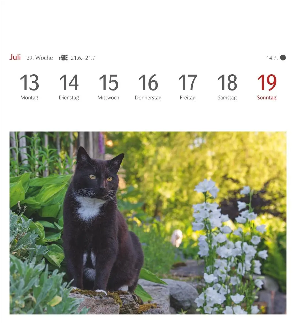 Bild: 9783840035722 | Katzen Postkartenkalender 2026 - Wochenkalender mit 53 Postkarten