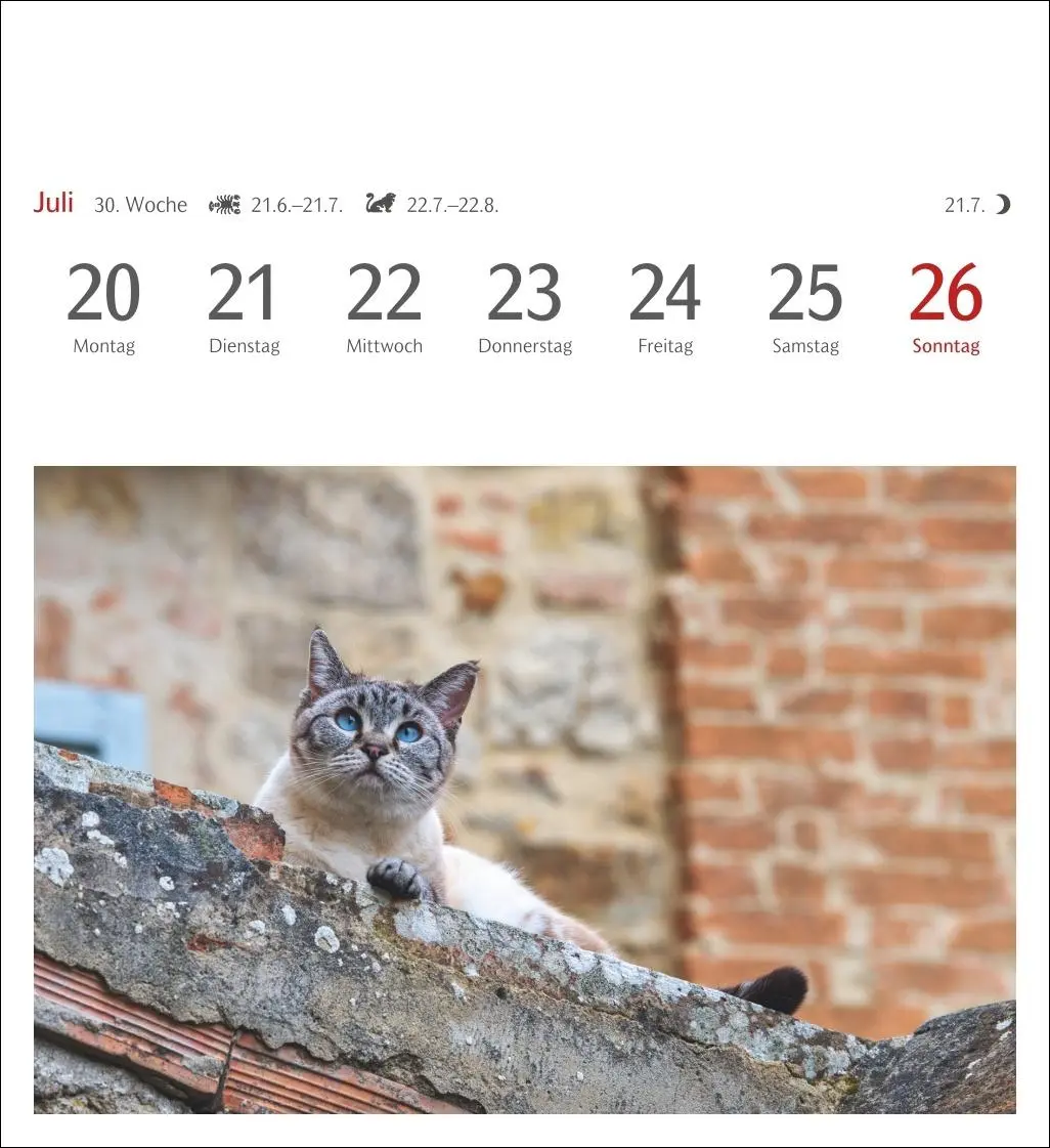 Bild: 9783840035722 | Katzen Postkartenkalender 2026 - Wochenkalender mit 53 Postkarten