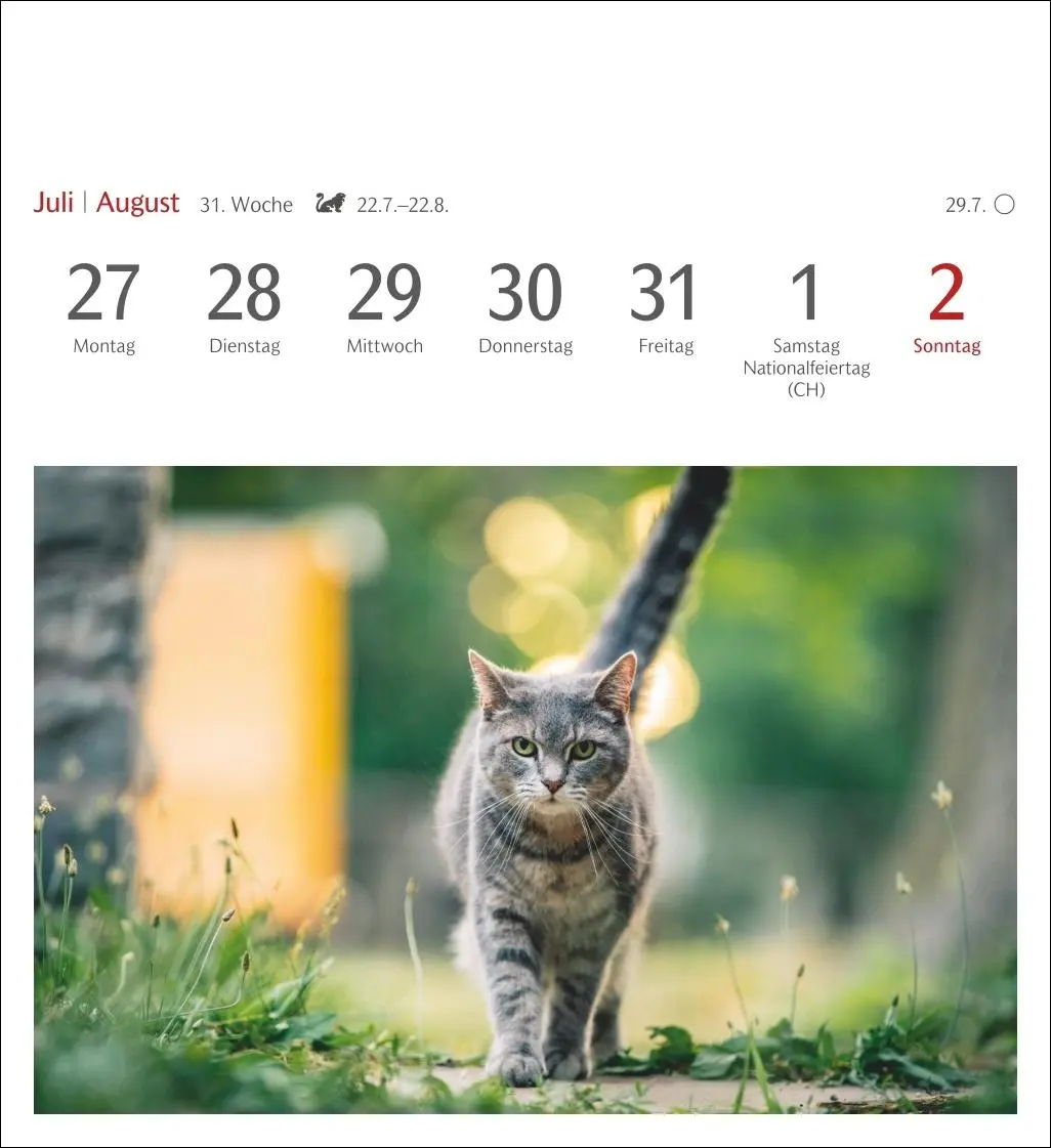 Bild: 9783840035722 | Katzen Postkartenkalender 2026 - Wochenkalender mit 53 Postkarten