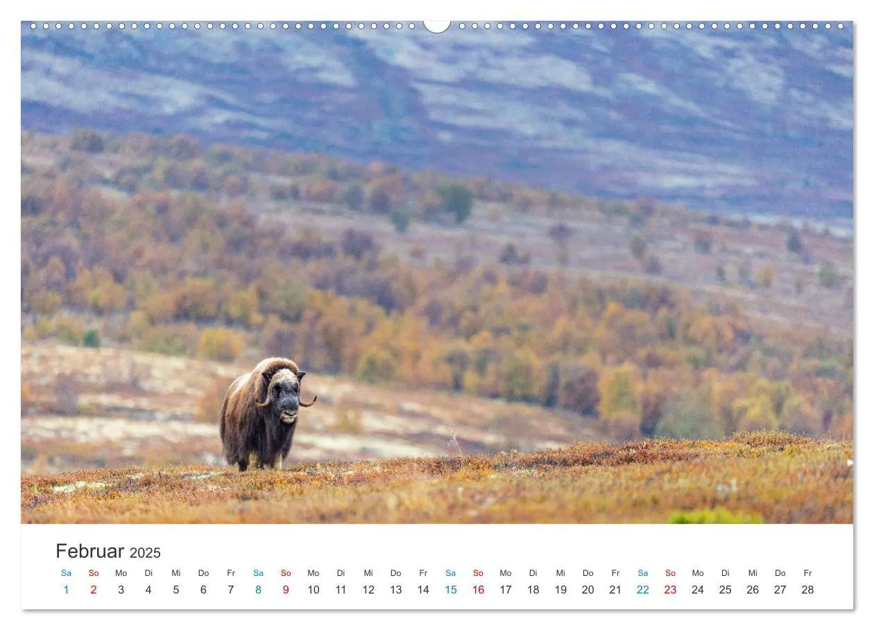 Bild: 9783383955822 | Die letzten Moschusochsen Europas (Wandkalender 2025 DIN A2 quer),...