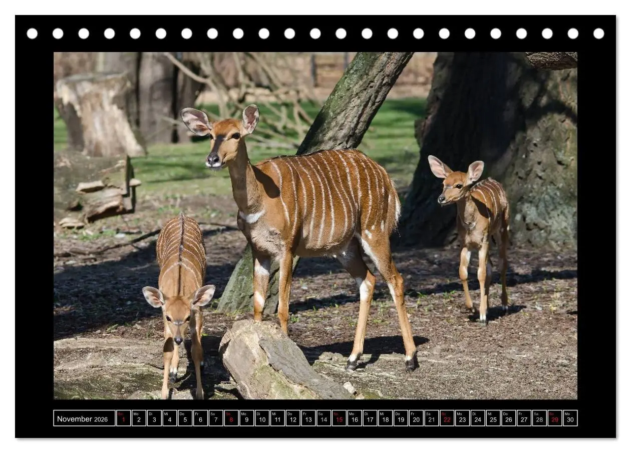 Bild: 9783516085822 | Dresdner Zootiere 2026 (Tischkalender 2026 DIN A5 quer), CALVENDO...