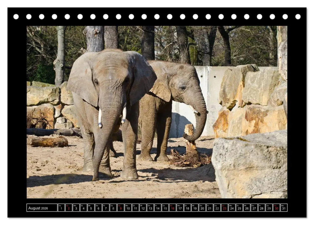 Bild: 9783516085822 | Dresdner Zootiere 2026 (Tischkalender 2026 DIN A5 quer), CALVENDO...