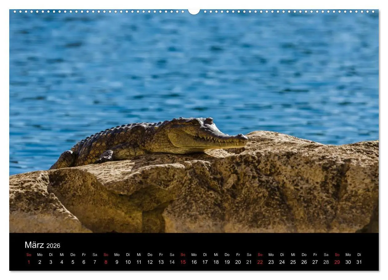 Bild: 9783516155822 | Australien - Kimberley (Wandkalender 2026 DIN A2 quer), CALVENDO...