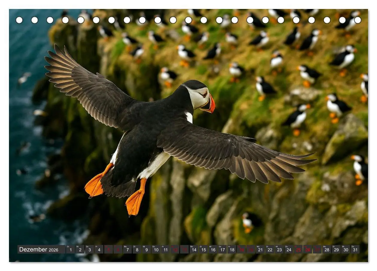 Bild: 9783516605822 | Über dem Vogelflug (Tischkalender 2026 DIN A5 quer), CALVENDO...