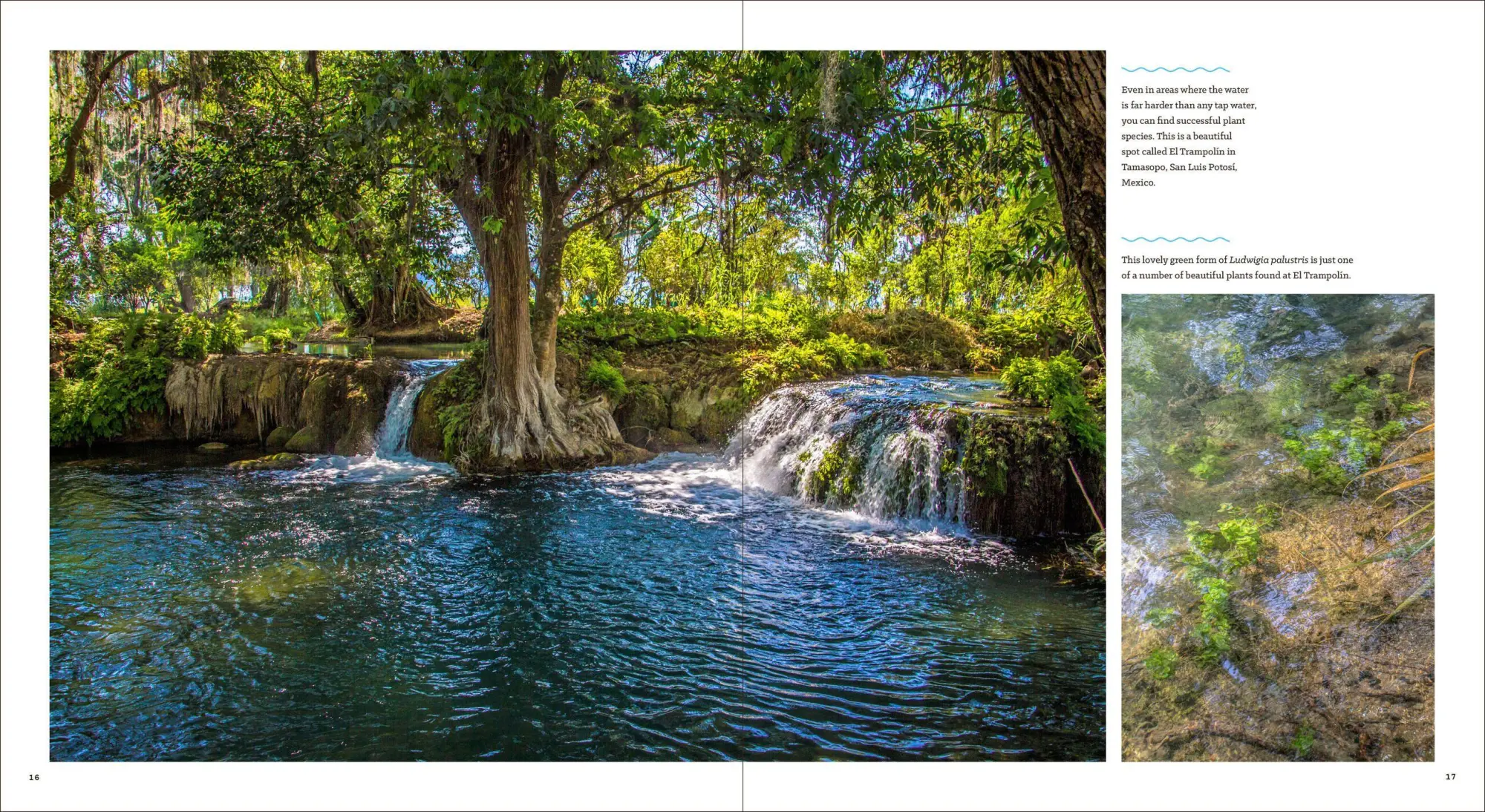Bild: 9781604695922 | Sunken Gardens | A Step-By-Step Guide to Planting Freshwater Aquariums