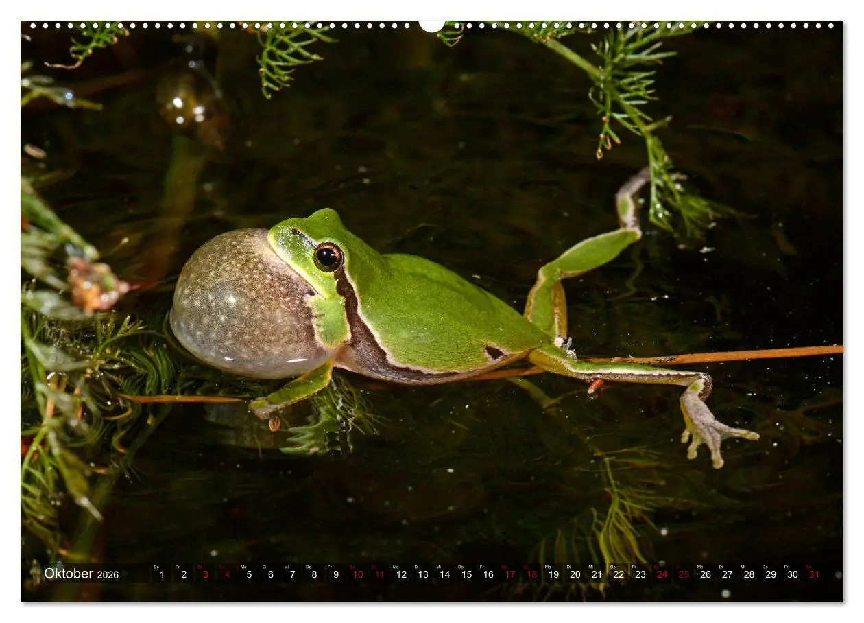 Bild: 9783457675922 | Heimische Amphibien (hochwertiger Premium Wandkalender 2026 DIN A2...