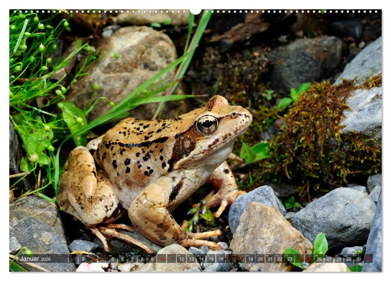 Bild: 9783457675922 | Heimische Amphibien (hochwertiger Premium Wandkalender 2026 DIN A2...
