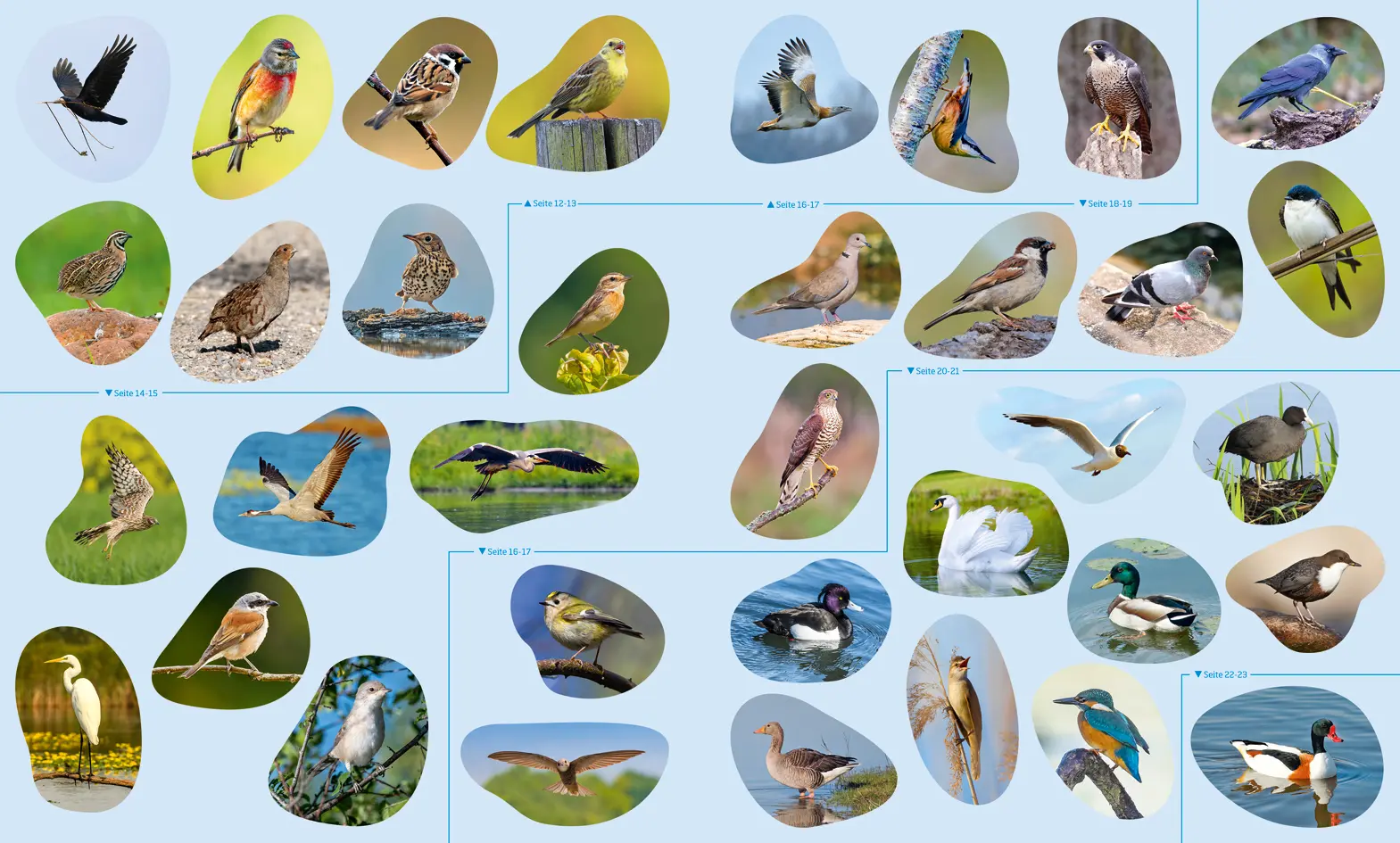 Bild: 9783788676322 | WAS IST WAS Stickerheft: Heimische Vögel | Co.KG | Broschüre | 32 S.