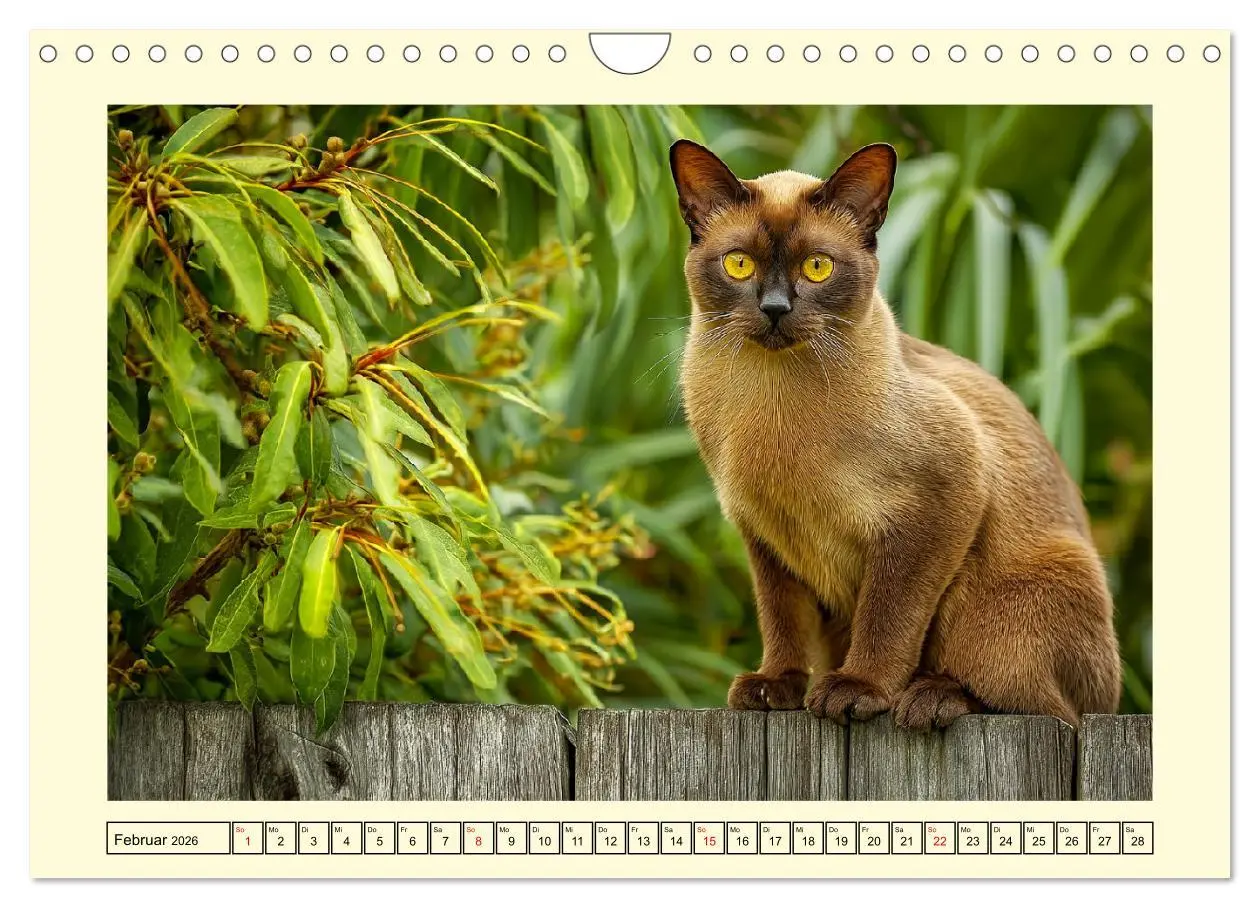 Bild: 9783516166422 | Burma-Katzen. Ausstrahlung und Anmut der faszinierenden Samtpfoten...