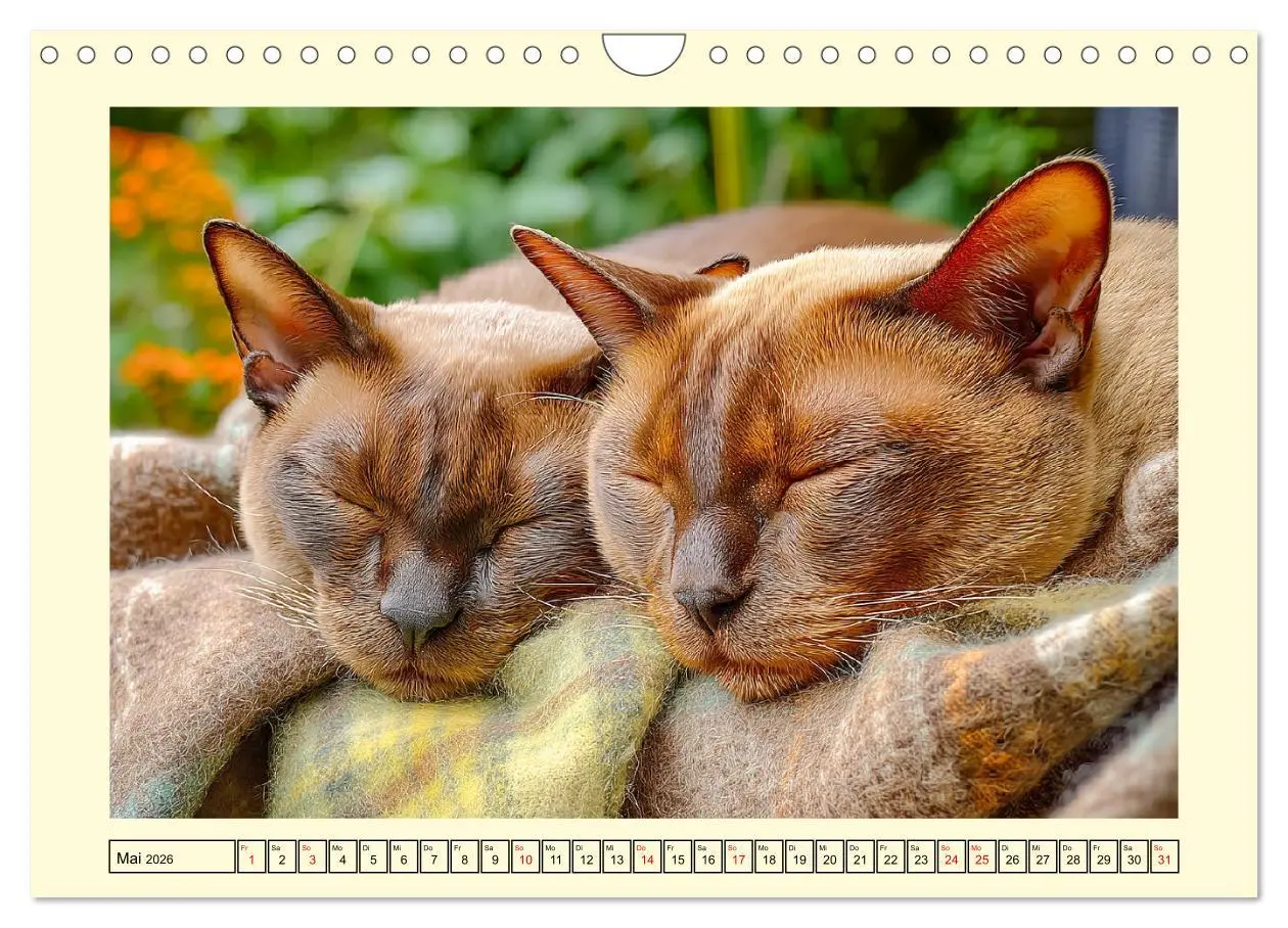Bild: 9783516166422 | Burma-Katzen. Ausstrahlung und Anmut der faszinierenden Samtpfoten...