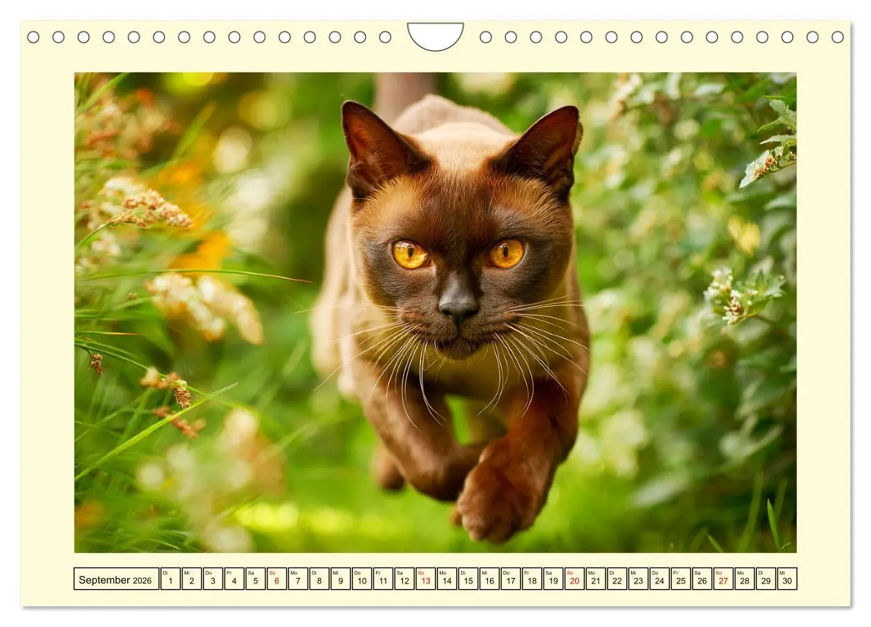Bild: 9783516166422 | Burma-Katzen. Ausstrahlung und Anmut der faszinierenden Samtpfoten...