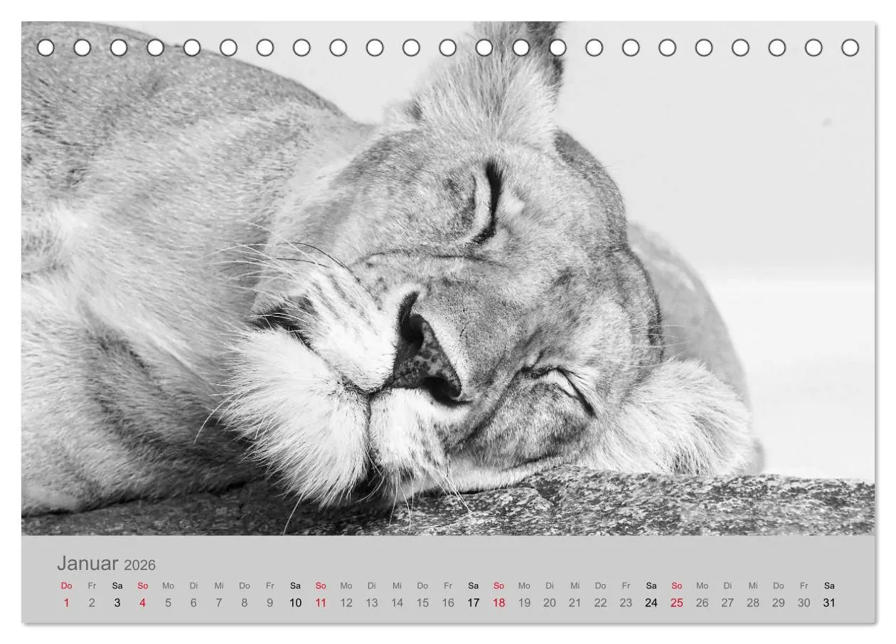 Bild: 9783457756522 | Die Seelen der wilden Tiere (Tischkalender 2026 DIN A5 quer),...