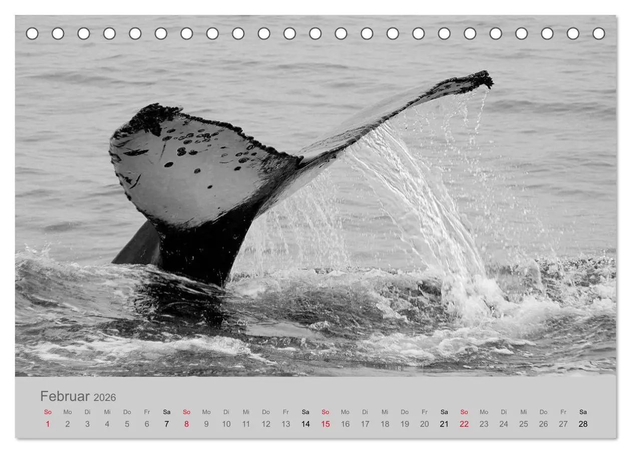 Bild: 9783457756522 | Die Seelen der wilden Tiere (Tischkalender 2026 DIN A5 quer),...