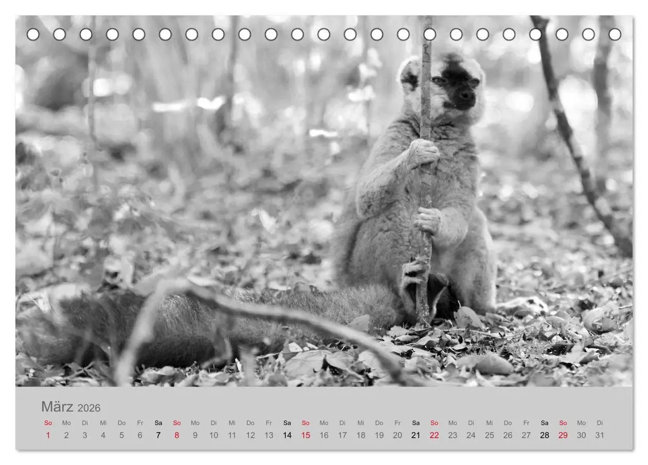 Bild: 9783457756522 | Die Seelen der wilden Tiere (Tischkalender 2026 DIN A5 quer),...
