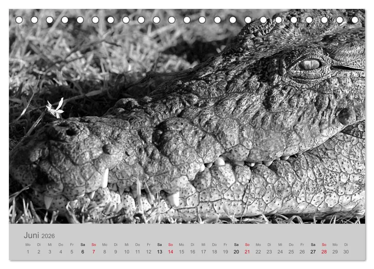 Bild: 9783457756522 | Die Seelen der wilden Tiere (Tischkalender 2026 DIN A5 quer),...