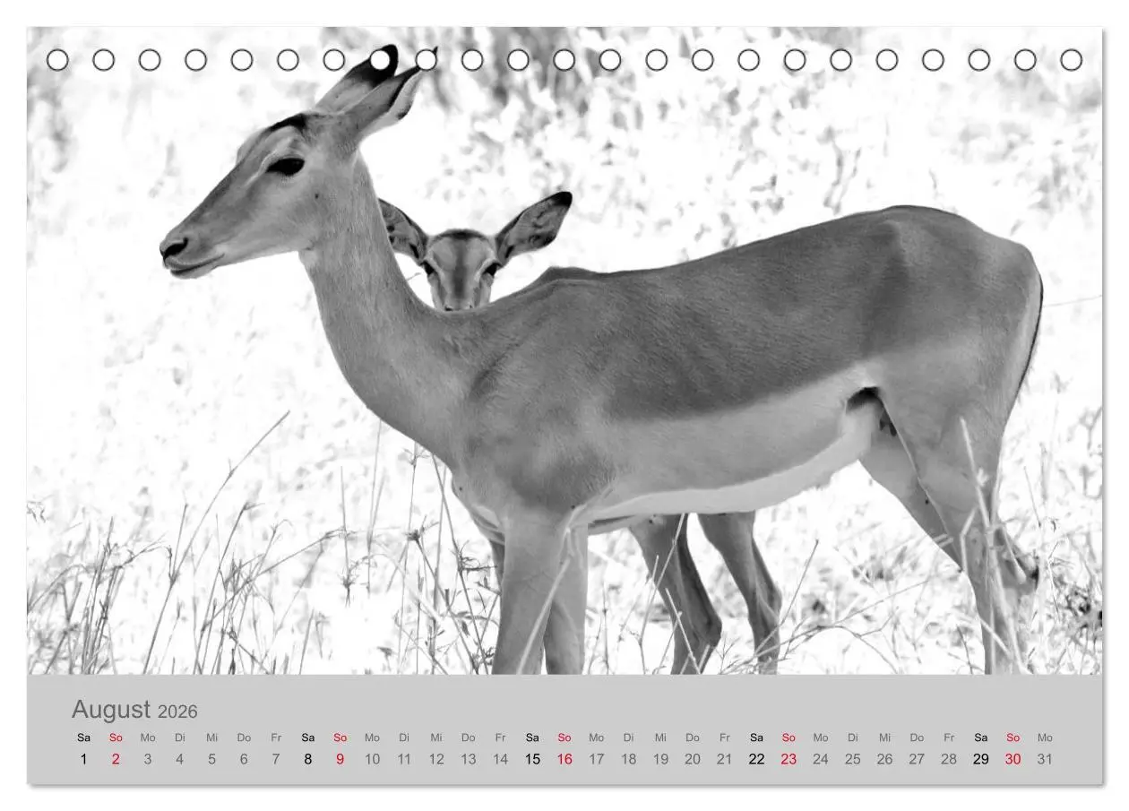 Bild: 9783457756522 | Die Seelen der wilden Tiere (Tischkalender 2026 DIN A5 quer),...