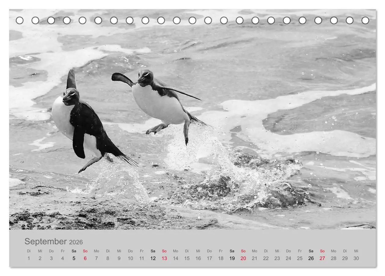 Bild: 9783457756522 | Die Seelen der wilden Tiere (Tischkalender 2026 DIN A5 quer),...