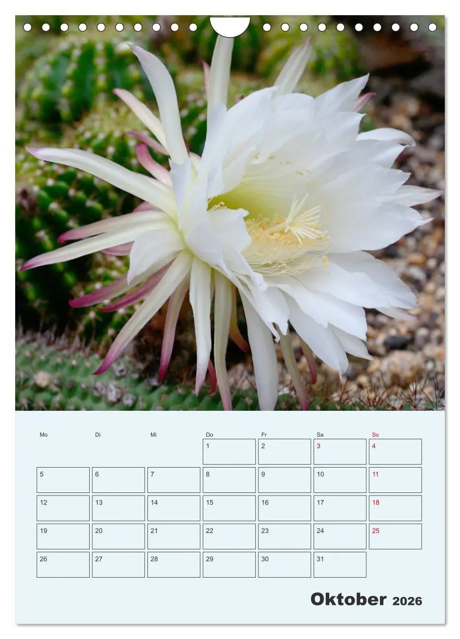 Bild: 9783516396522 | Wehrhafte Sukkulenten (Wandkalender 2026 DIN A4 hoch), CALVENDO...