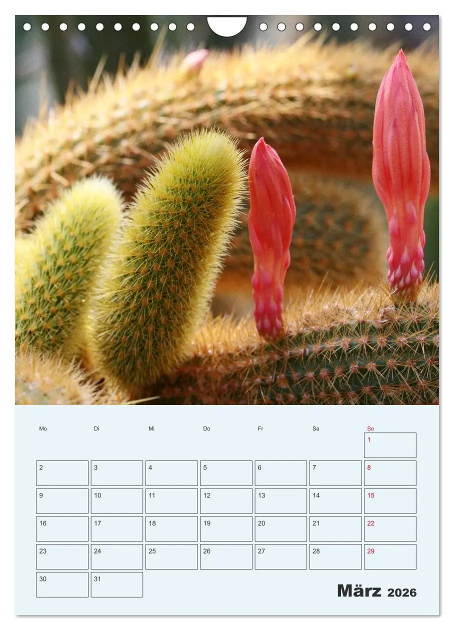 Bild: 9783516396522 | Wehrhafte Sukkulenten (Wandkalender 2026 DIN A4 hoch), CALVENDO...