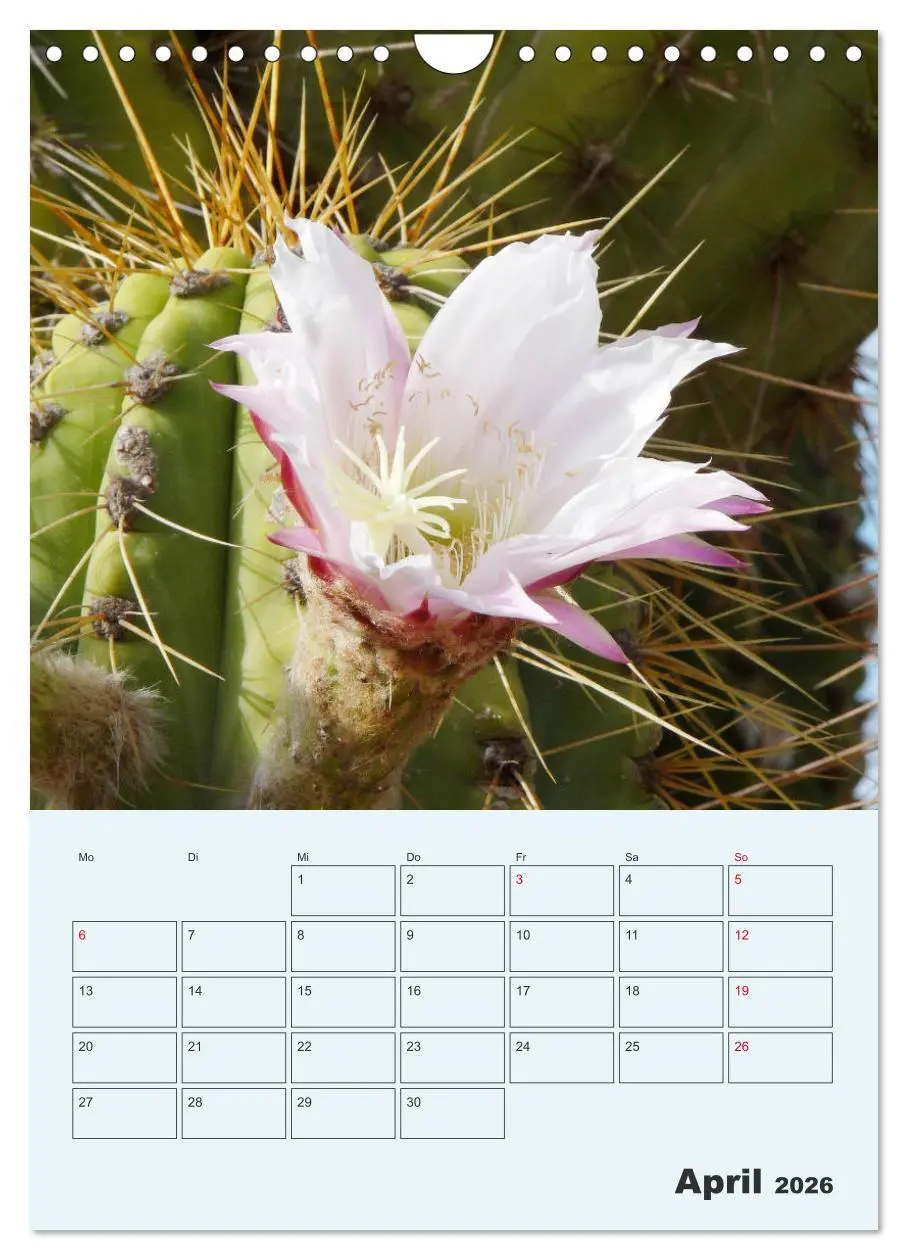 Bild: 9783516396522 | Wehrhafte Sukkulenten (Wandkalender 2026 DIN A4 hoch), CALVENDO...