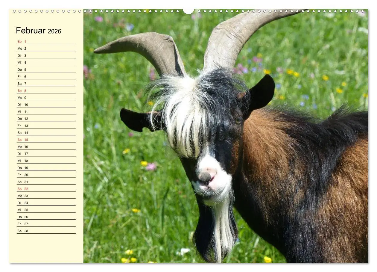 Bild: 9783457986622 | Ziegen. Lustige Ausbruchskünstler (hochwertiger Premium...