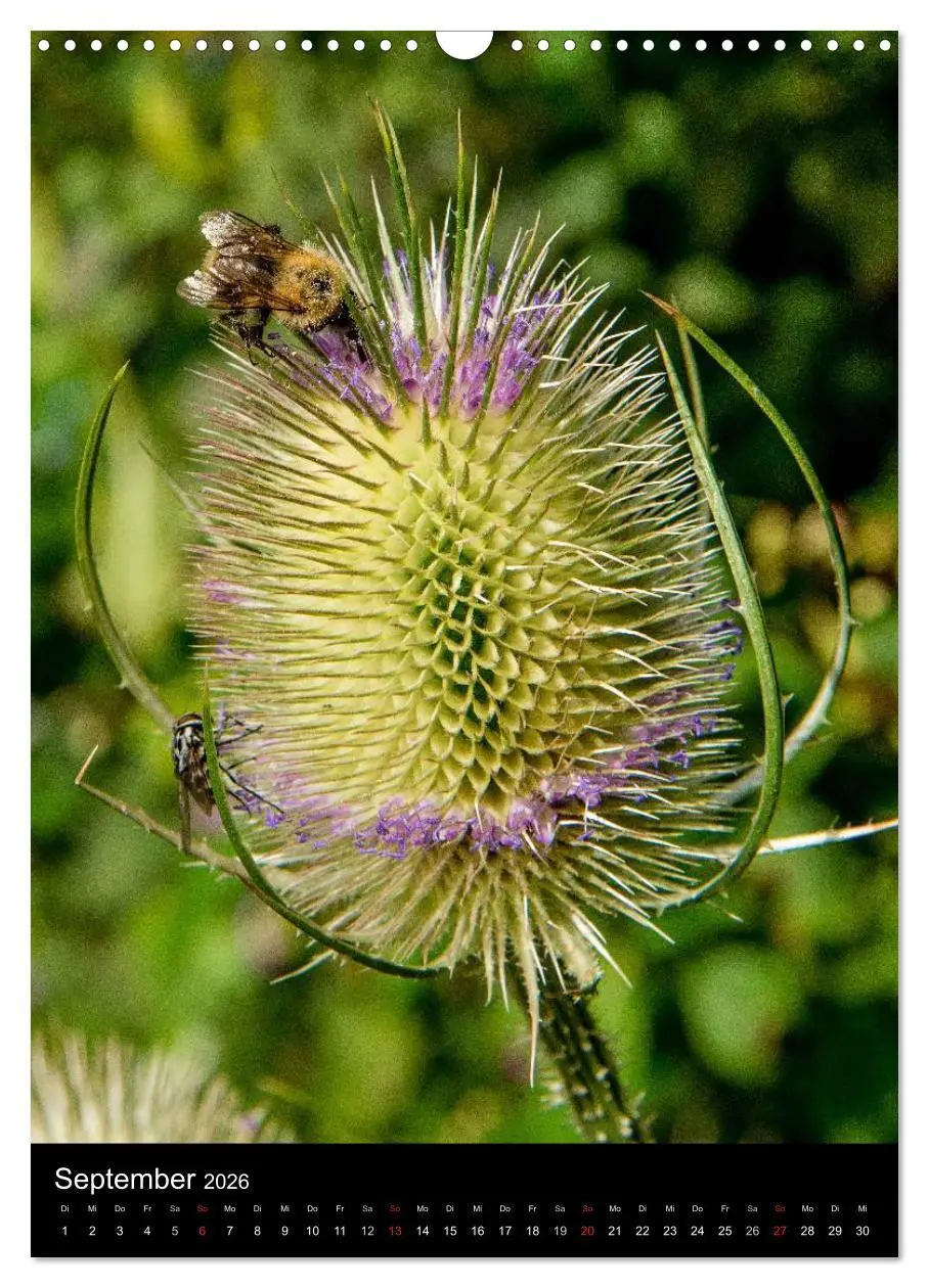 Bild: 9783516456622 | Bienen (Wandkalender 2026 DIN A3 hoch), CALVENDO Monatskalender | 2026