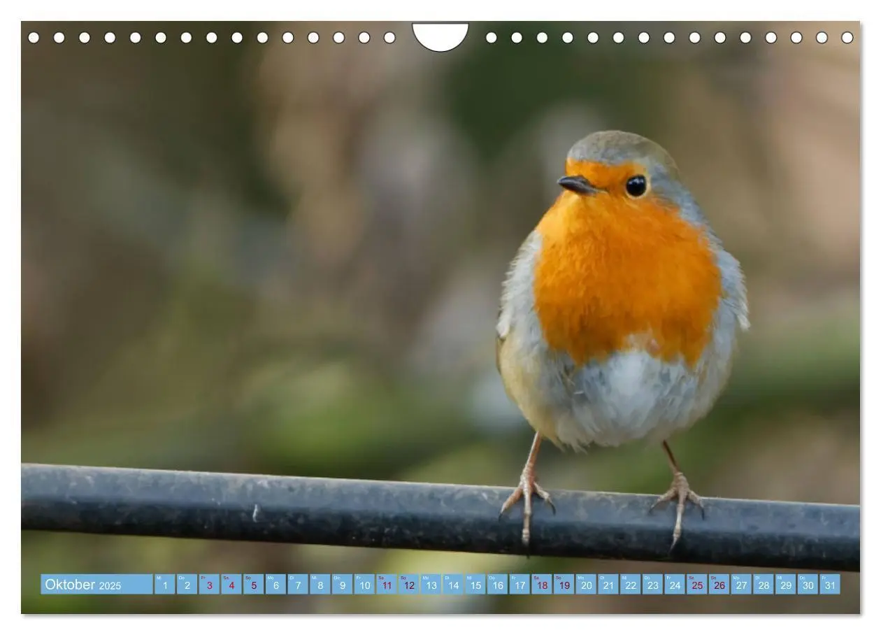Bild: 9783435026722 | Rotkehlchen - Fotografiert von Ostfriesenfotografie (Wandkalender...