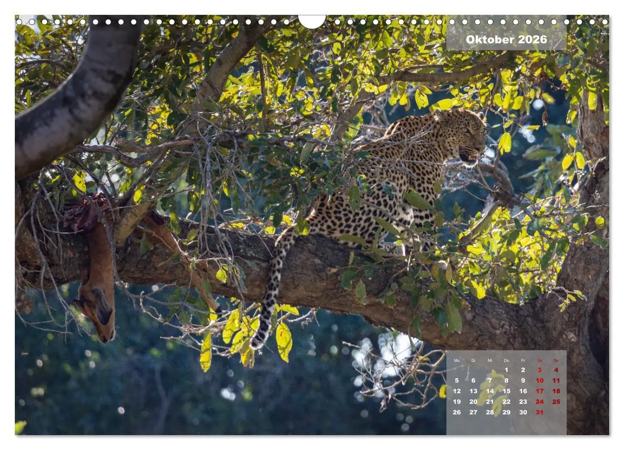 Bild: 9783457586822 | Auf Safari im Kruger National Park (Wandkalender 2026 DIN A3 quer),...