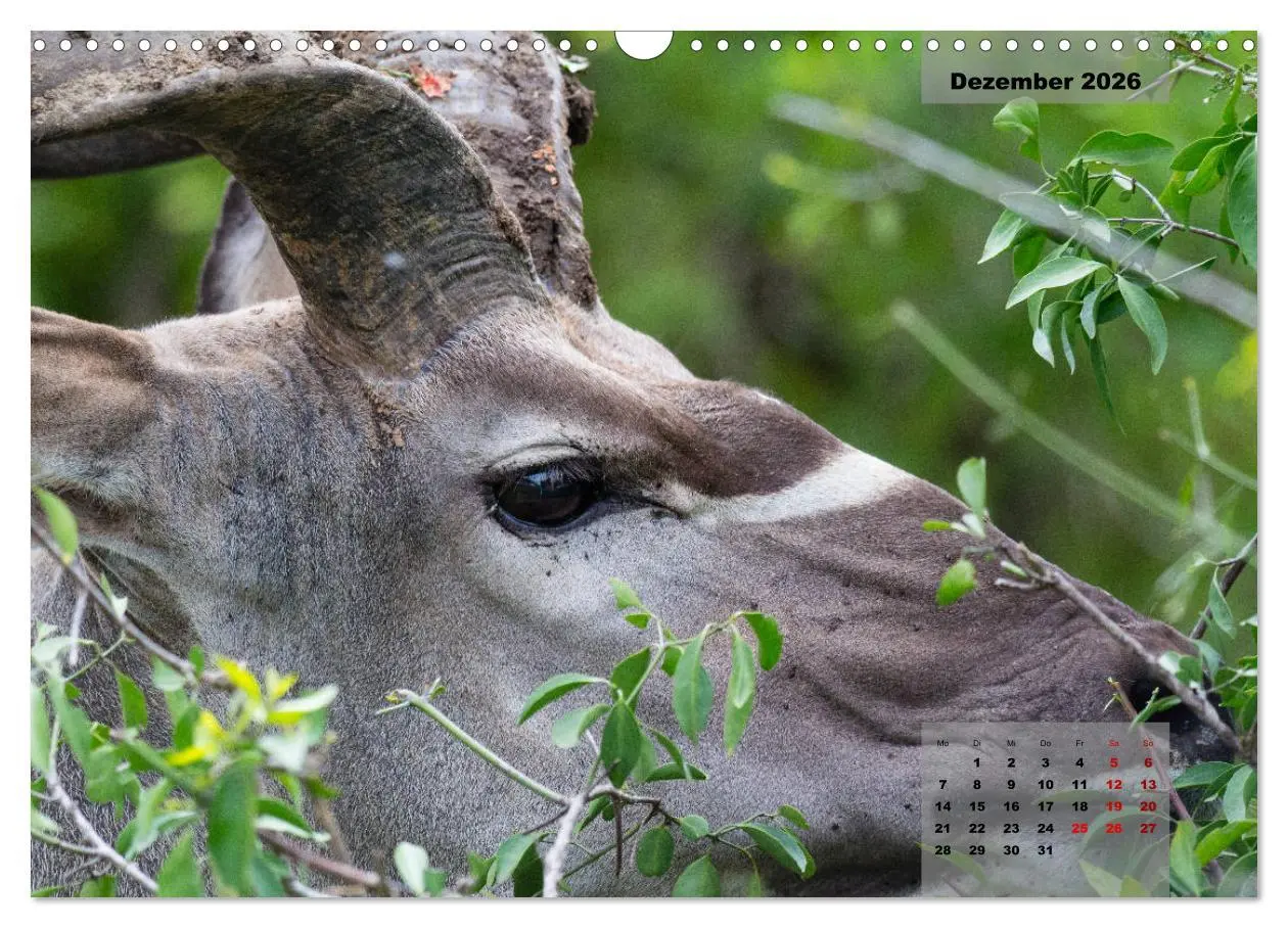 Bild: 9783457586822 | Auf Safari im Kruger National Park (Wandkalender 2026 DIN A3 quer),...