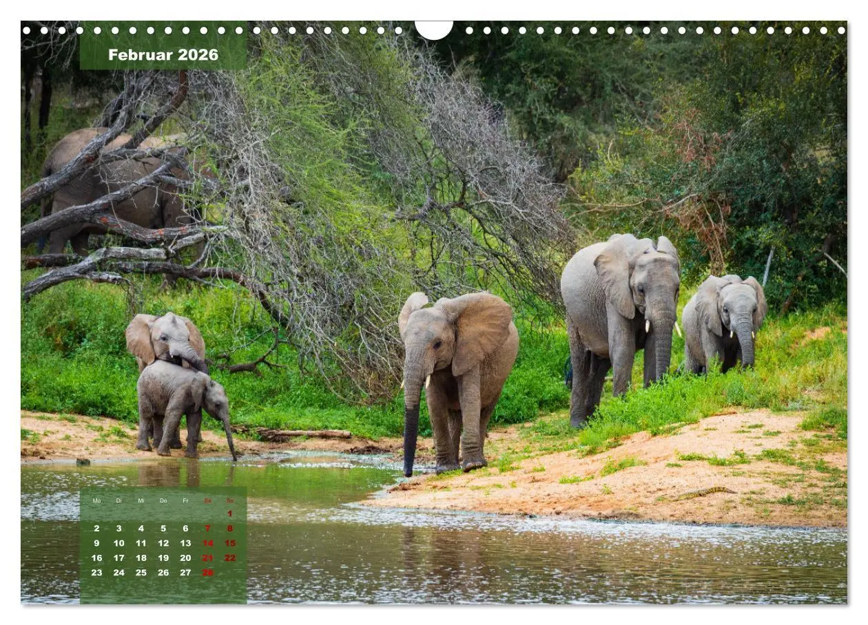 Bild: 9783457586822 | Auf Safari im Kruger National Park (Wandkalender 2026 DIN A3 quer),...