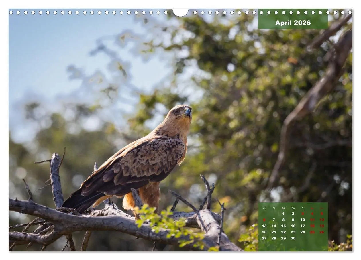 Bild: 9783457586822 | Auf Safari im Kruger National Park (Wandkalender 2026 DIN A3 quer),...