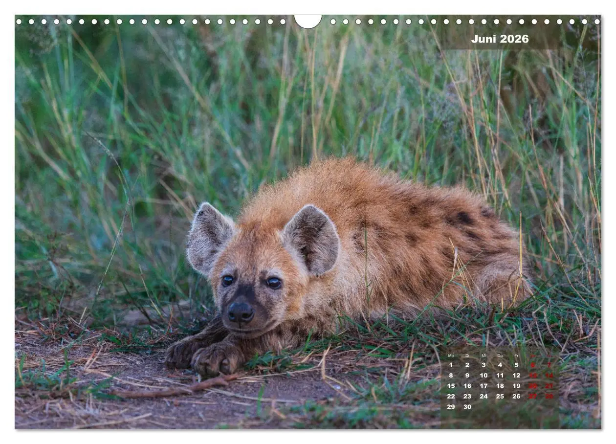 Bild: 9783457586822 | Auf Safari im Kruger National Park (Wandkalender 2026 DIN A3 quer),...