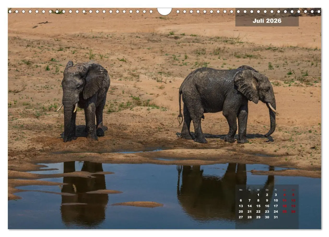Bild: 9783457586822 | Auf Safari im Kruger National Park (Wandkalender 2026 DIN A3 quer),...