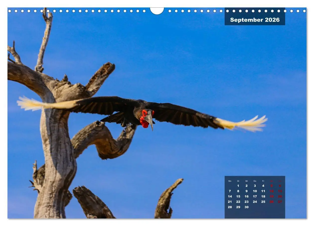 Bild: 9783457586822 | Auf Safari im Kruger National Park (Wandkalender 2026 DIN A3 quer),...