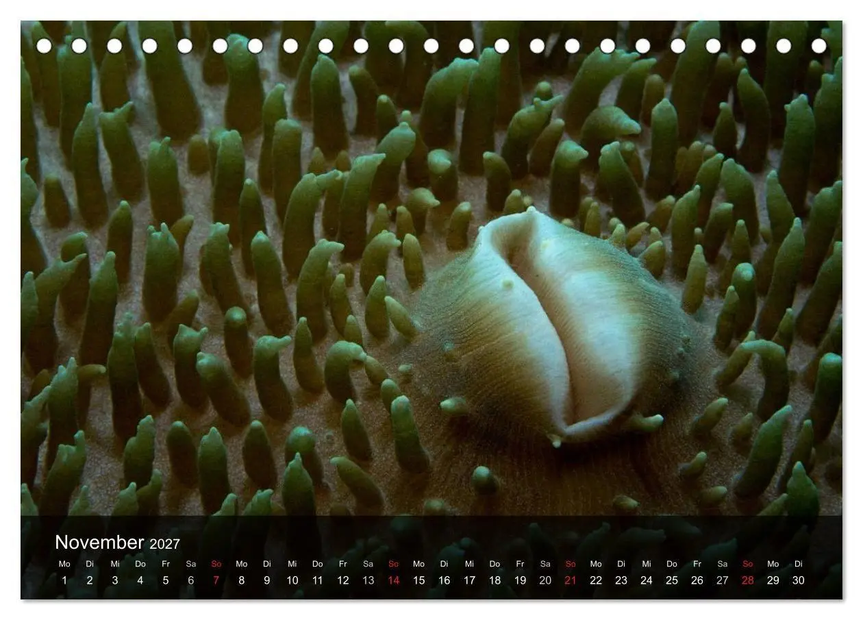 Bild: 9783594106822 | Unterwasser Strukuren (Tischkalender 2027 DIN A5 quer), CALVENDO...