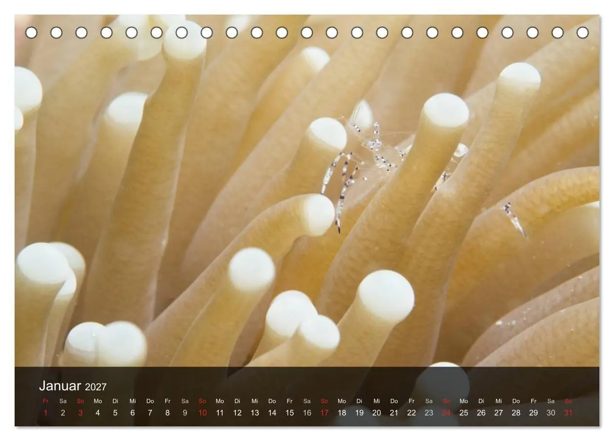 Bild: 9783594106822 | Unterwasser Strukuren (Tischkalender 2027 DIN A5 quer), CALVENDO...