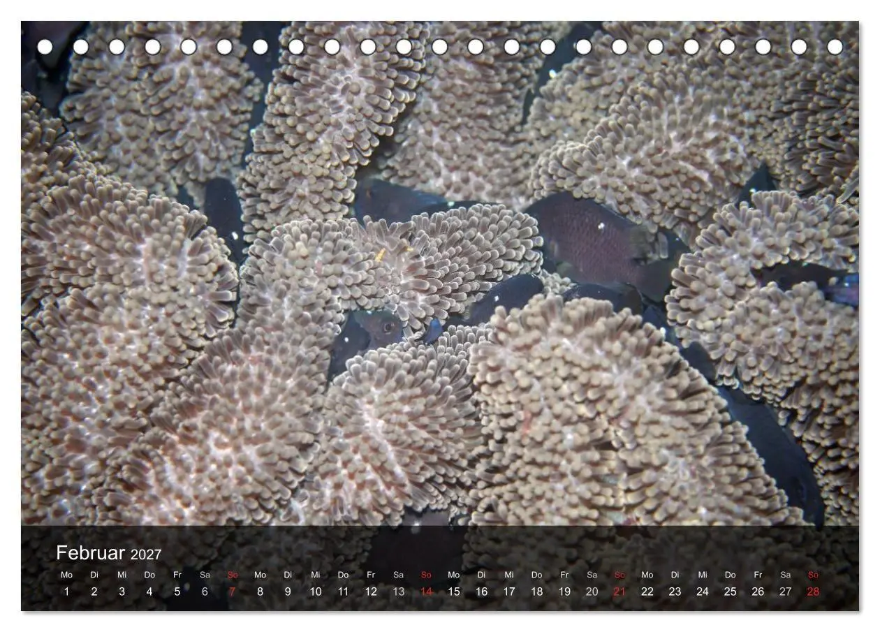 Bild: 9783594106822 | Unterwasser Strukuren (Tischkalender 2027 DIN A5 quer), CALVENDO...