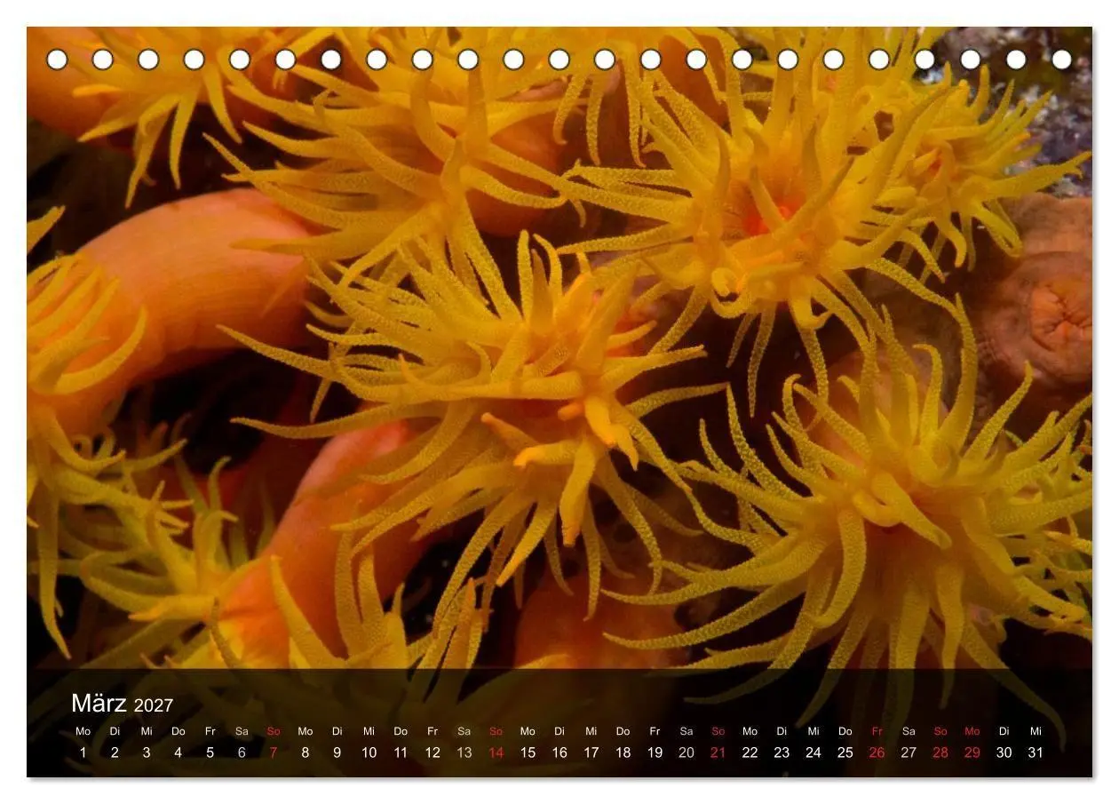 Bild: 9783594106822 | Unterwasser Strukuren (Tischkalender 2027 DIN A5 quer), CALVENDO...