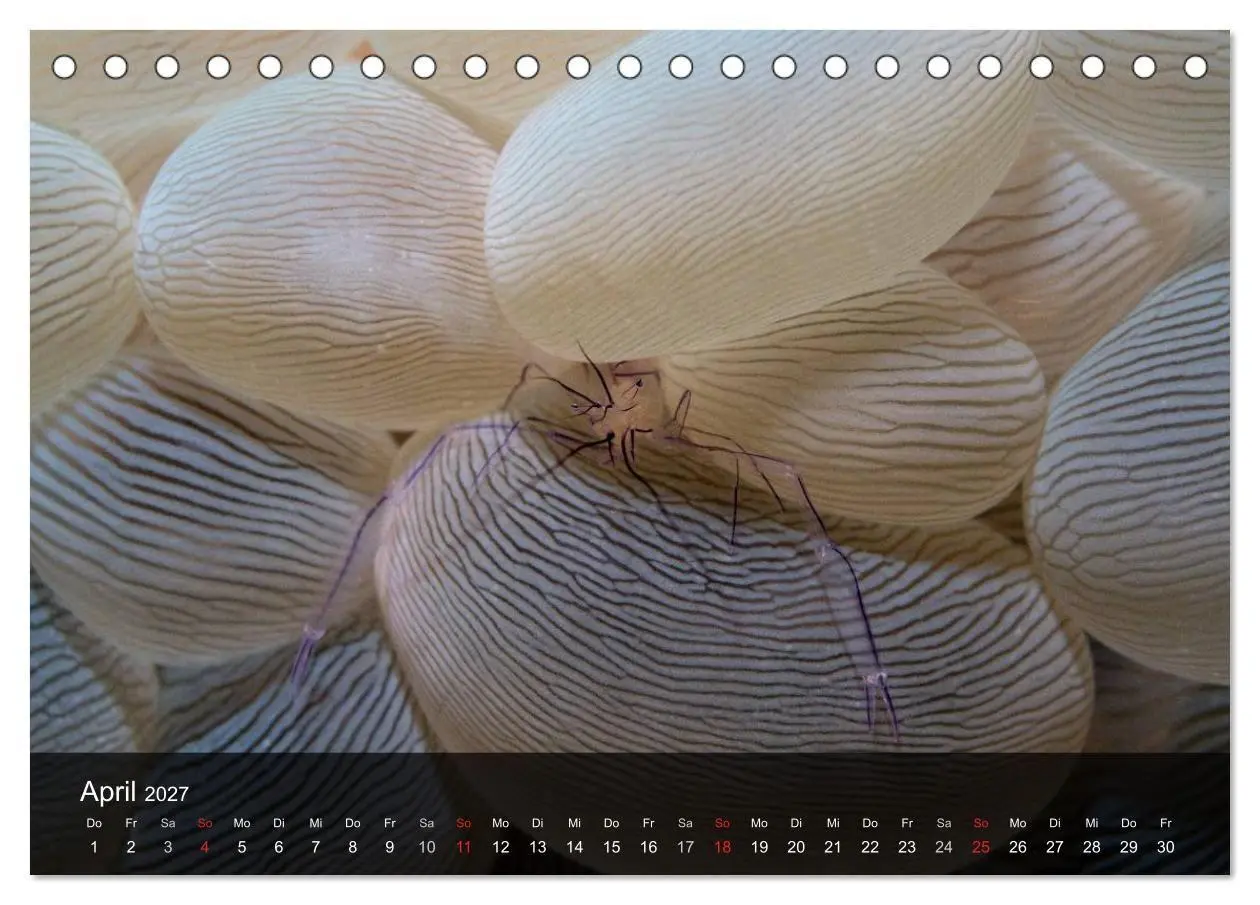 Bild: 9783594106822 | Unterwasser Strukuren (Tischkalender 2027 DIN A5 quer), CALVENDO...