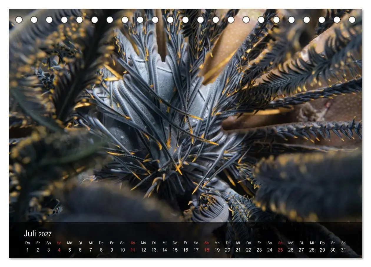 Bild: 9783594106822 | Unterwasser Strukuren (Tischkalender 2027 DIN A5 quer), CALVENDO...