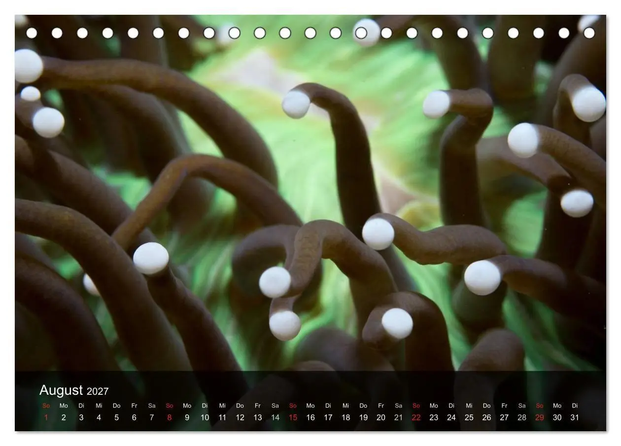 Bild: 9783594106822 | Unterwasser Strukuren (Tischkalender 2027 DIN A5 quer), CALVENDO...
