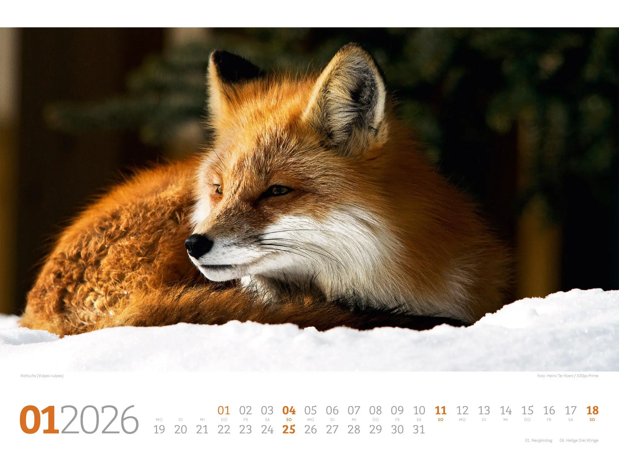 Bild: 9783838426822 | Tierwelt Wald Kalender 2026 | Ackermann Kunstverlag GmbH | Kalender