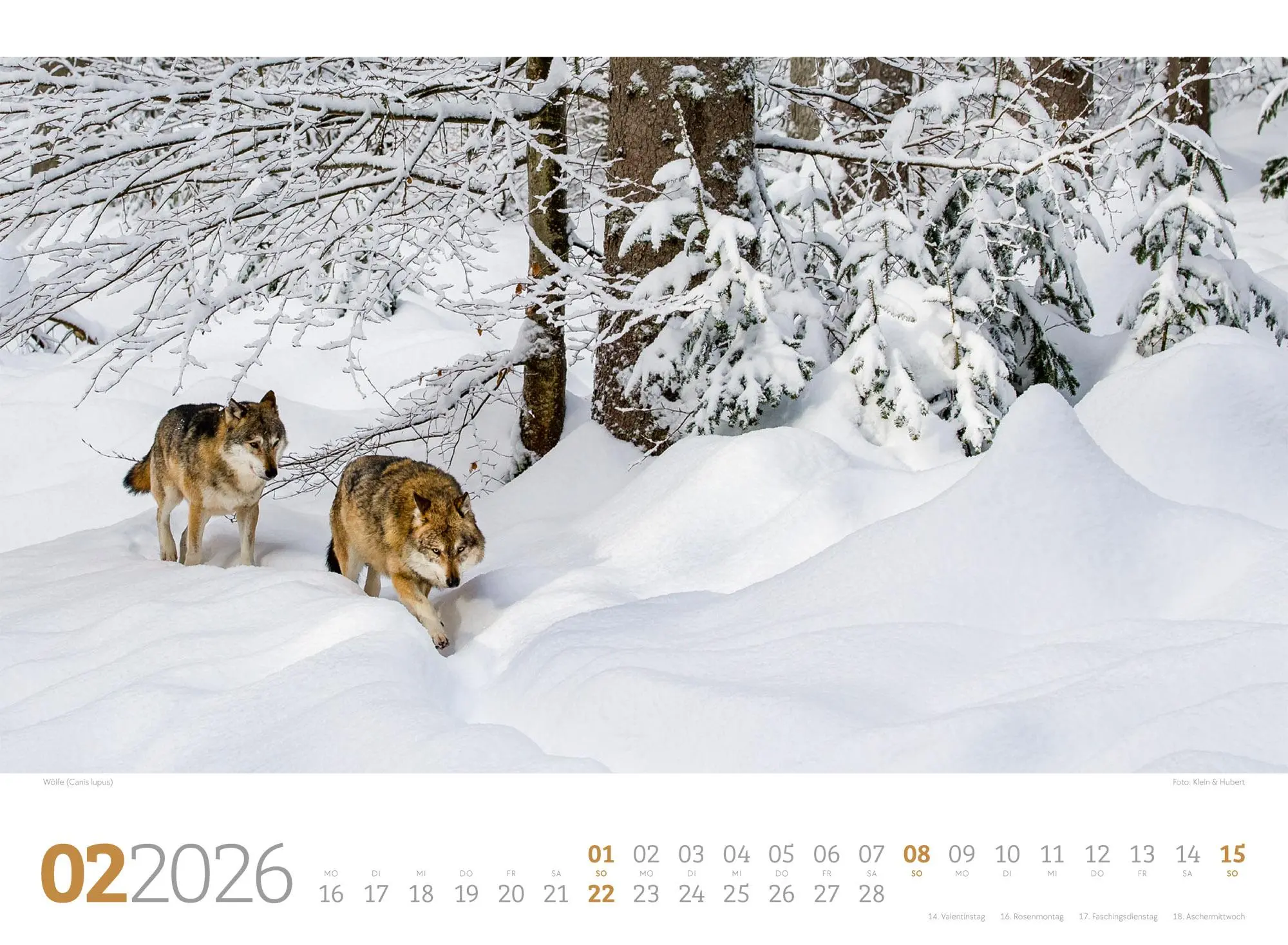 Bild: 9783838426822 | Tierwelt Wald Kalender 2026 | Ackermann Kunstverlag GmbH | Kalender