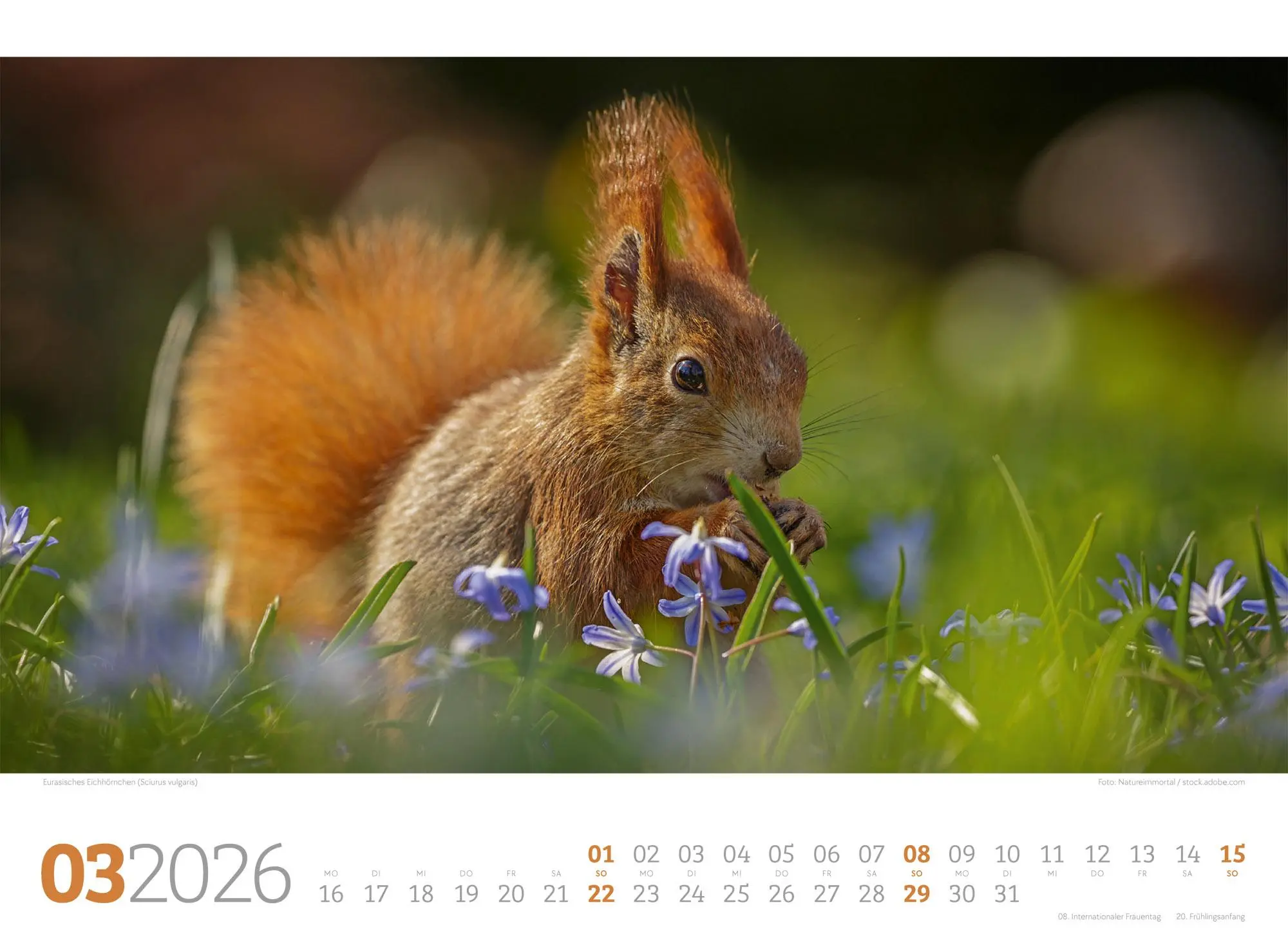 Bild: 9783838426822 | Tierwelt Wald Kalender 2026 | Ackermann Kunstverlag GmbH | Kalender